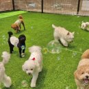 영종독 반려견 호텔, 유치원 이미지