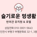 슬기로운 멍생활 이미지