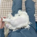 고양이 미용실 안냥 이미지