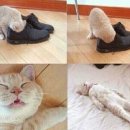 고냥이네 이미지