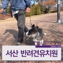 스퀘어독스 서산점 이미지