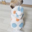 도그맘 이미지