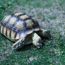 거북이네 이미지