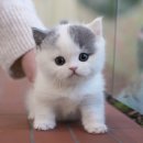 연제구-045 | 부산고양이분양 미유펫 스핑크스 분양