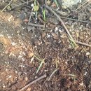 육일농원 이미지