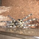 하이보리 이미지