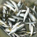 일마레 팬션 이미지