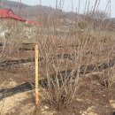 초막농장 이미지