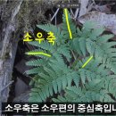 양치식물 용어 이미지