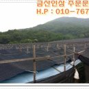 금산인삼 - 금산군 비단로 140 | 금산인삼