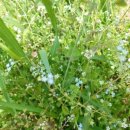 작은꽃지천 이미지