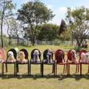 둘리애견 이미지