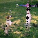 반려견 돌봄센터 일구삼 | 강아지 유치원 비용, 얼마나 할까? 반려인이라면 꼭 알아야 할 정보 🐶💸