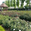 세계로렌트카 이미지