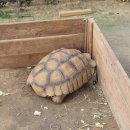 경기남부농장 | 용인 가볼만한곳 추천 헤븐온어스 딸기체험농장부터 동물 먹이주기까지 경기 남부 아이와 가기 좋은 곳