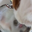 [고양이, 강아지 액상 오메가3] &#39;노르딕내츄럴스 오메가-3 펫&#39; 후기