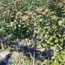 (포트 식재) 자엽안개나무 / 에메랄드그린 판매 이미지