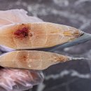 제주은갈치 이미지