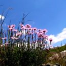장백산 - 안산시 상록구 안산대학로 101 | 장백산