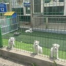 진도개패밀리 이미지