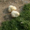 재필농장 이미지