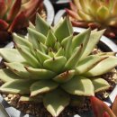 헬리오스 이미지