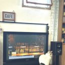 카페테디(CAFE Teddy) | 대전 선화동 고양이가 있는 감성 카페 추천 Teddy, Steady, Go!