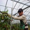 충북보은에서 대추농사를 무농약으로 재배합니다.. 이미지