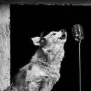 멍이랑 양이랑 이미지