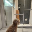 지킴메디 | 대구애견훈련소 가족 없으면 하울링하는 말티푸 강아지 고립불안(분리불안) 교육 방문훈련 후기