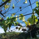 별천지영농조합법인 이미지