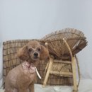 크라운독 이미지