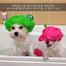 바우바우 이미지