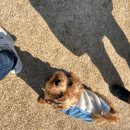 선샤인 동물병원 이미지