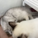 뚱냥한 하루 이미지