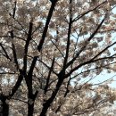 느티나무와 곰이복이 이미지