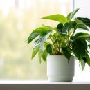 관수야관수 이미지