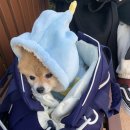 호두데이 이미지