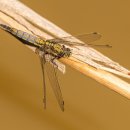 고고하개 이미지