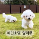 김포 애견호텔 멍더쿠 🏩 애견카페 애견운동장 강아지 호텔링 내돈내산 후기