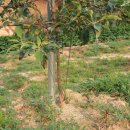 솔봉농장 이미지