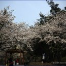 삼랑진 양수발전소의 벚꽃(2013.3.30) 이미지