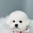 황언니 펫살롱 네이버블로그