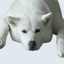 아키다 | [공지] 대형견 키우는 일상 현실 후기 (+메리 소개)