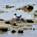 몽골의 새65 - Black-headed gull(붉은부리갈매기) 이미지