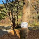 단풍나무펜션민박 이미지