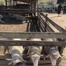 혜정목장 이미지