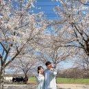 환영목장 | 용인 농도원목장 벚꽃시즌 예약 팁 가격 체험 후기 내돈내산