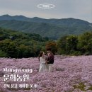 경북 문경 | &#34;문희농원&#34; 개미취 꽃밭 주차 정보