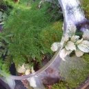 책상 위의 작은 정원, 테라리움 만들기 이미지